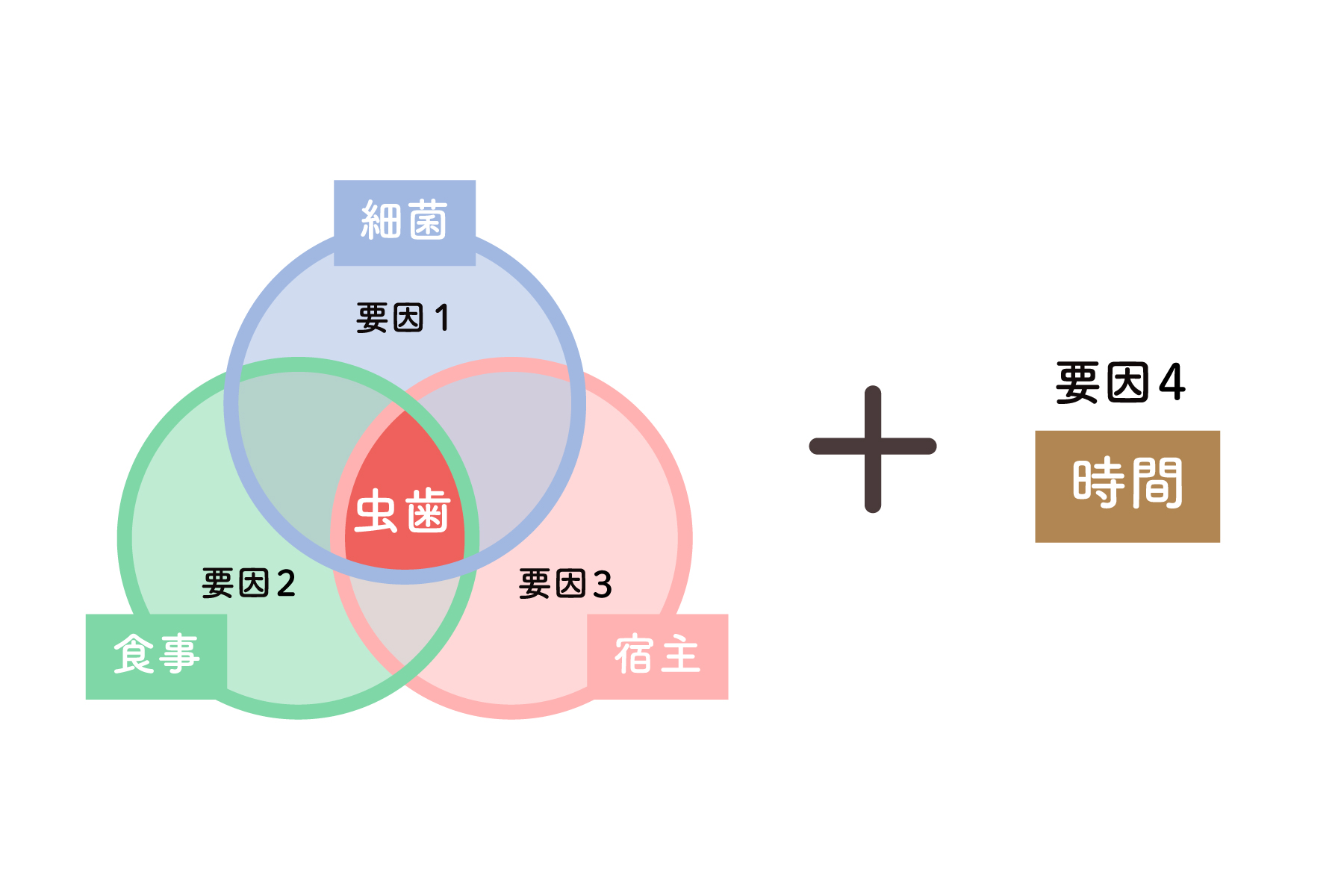 虫歯の原因について